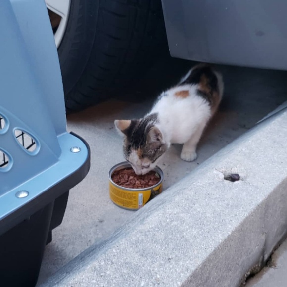 @vintagerunsdeepshop dm for a whatnot referral code. $10 off. Auctioning ALL $5! - Picture 6 of 8